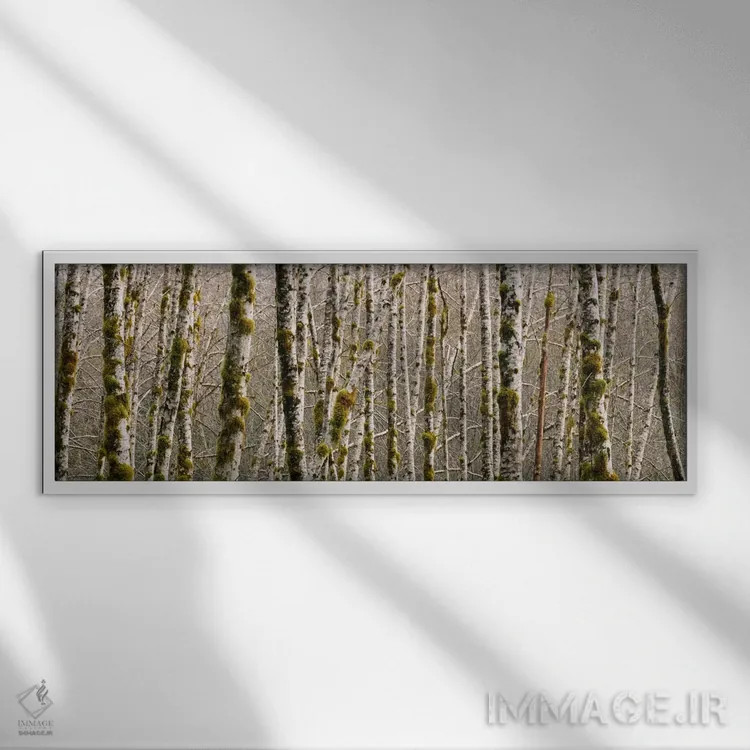 تابلو درختان در جنگل، درخت توس قرمز، پارک ملی المپیک، ایالت واشنگتن، ایالات متحده اثر پانورامیک ایمجز (استودیو عکاسی عریض) - نمای قابدار سفید