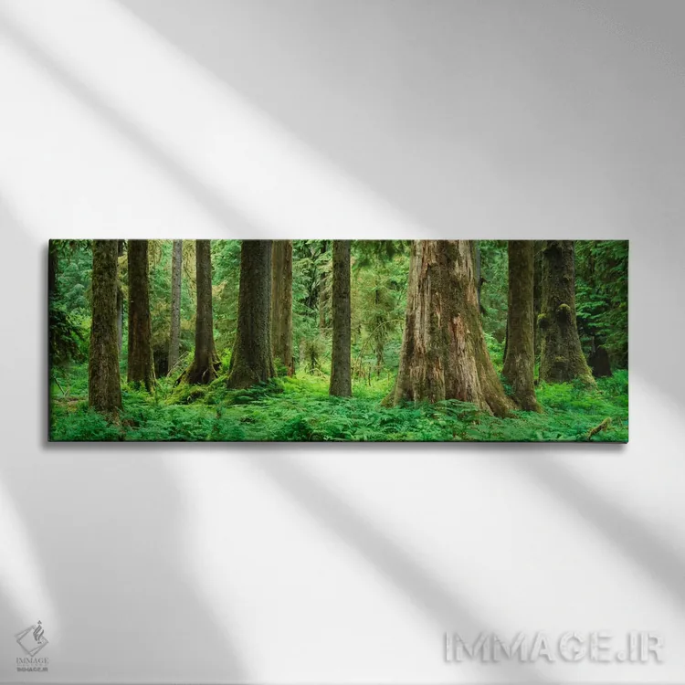 تابلو درختان در یک جنگل بارانی، جنگل هوه، پارک ملی المپیک، ایالت واشنگتن، ایالات متحده اثر پانورامیک ایمجز (استودیو عکاسی عریض) - نمای روبهرو روی دیوار