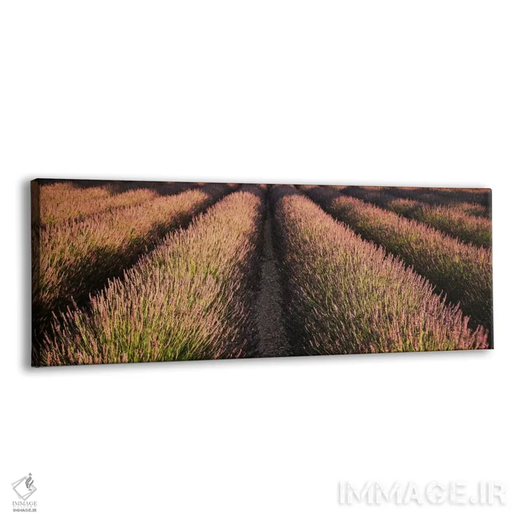 تابلو ردیفهای مزرعه اسطوخودوس، ناحیه پِی دو سولت، پرووانس، فرانسه اثر پانورامیک ایمجز (استودیو عکاسی عریض) - نمای پرسپکتیو محصول