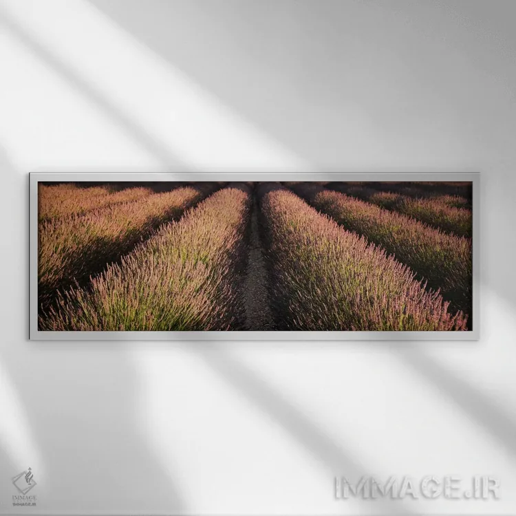 تابلو ردیفهای مزرعه اسطوخودوس، ناحیه پِی دو سولت، پرووانس، فرانسه اثر پانورامیک ایمجز (استودیو عکاسی عریض) - نمای قابدار سفید