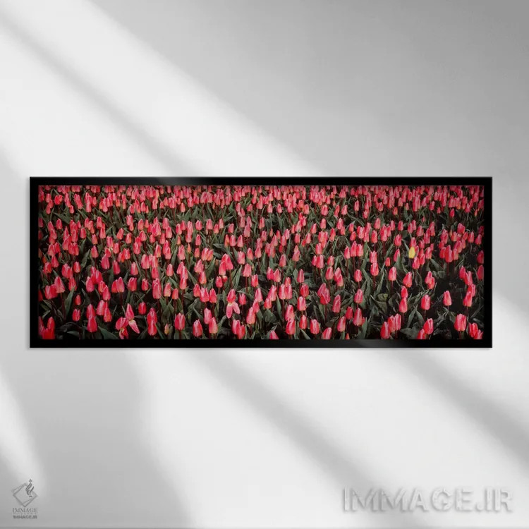 تابلو لالهها، نوردبیمستر، هلند اثر پانورامیک ایمجز (استودیو عکاسی عریض) - نمای قابدار مشکی