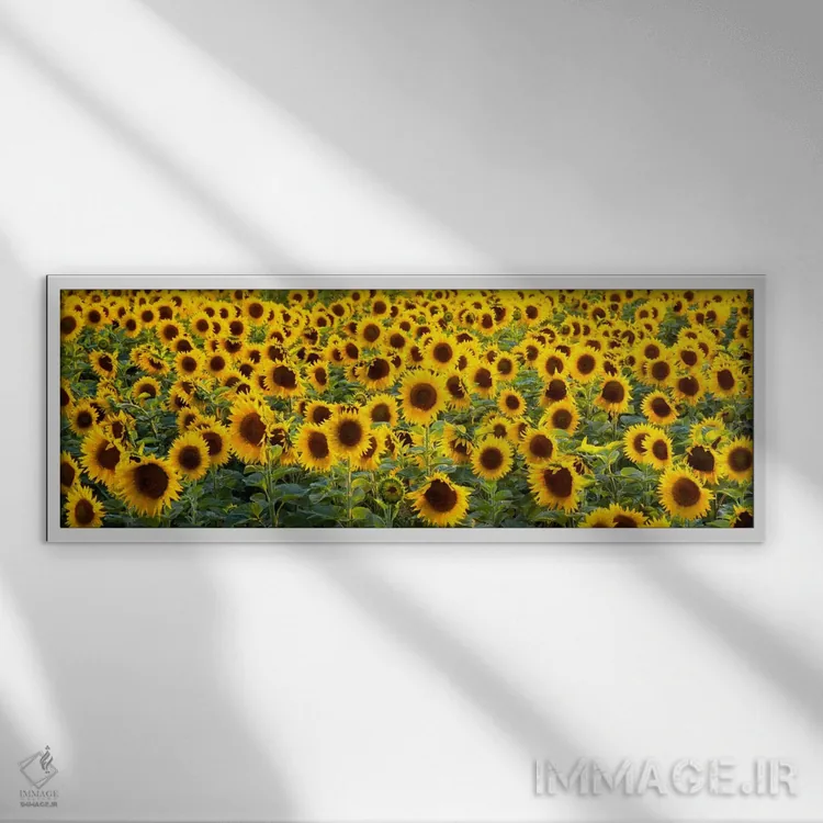 تابلو گلهای آفتابگردان (هلیناتوس آنوئوس) در یک مزرعه، بوچ-دو-رون، پرووانس، فرانسه اثر پانورامیک ایمجز (استودیو عکاسی عریض) - نمای قابدار سفید