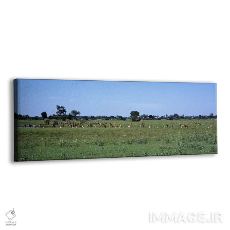 تابلو لکویی قرمز، منطقه حفاظتشده حیاتوحش مورمی، بوتسوانا، آفریقا اثر پانورامیک ایمجز (استودیو عکاسی عریض) - نمای پرسپکتیو محصول