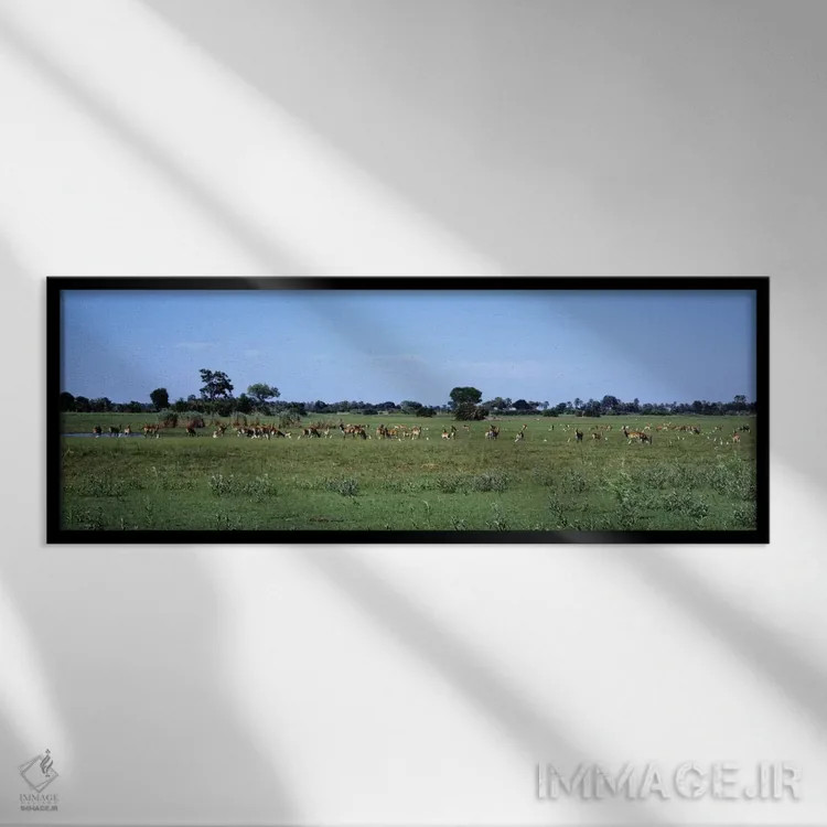 تابلو لکویی قرمز، منطقه حفاظتشده حیاتوحش مورمی، بوتسوانا، آفریقا اثر پانورامیک ایمجز (استودیو عکاسی عریض) - نمای قابدار مشکی