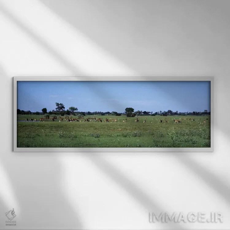 تابلو لکویی قرمز، منطقه حفاظتشده حیاتوحش مورمی، بوتسوانا، آفریقا اثر پانورامیک ایمجز (استودیو عکاسی عریض) - نمای قابدار سفید