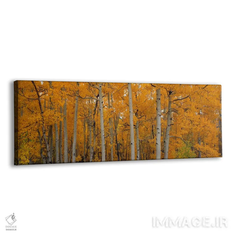 تابلو "درختان اسپن لرزان، جنگل ملی دیکسی، یوتا، ایالات متحده آمریکا" اثر پانورامیک ایمجز (استودیو عکاسی عریض) - نمای پرسپکتیو محصول