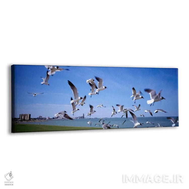 تابلو "گلهای از مرغهای دریایی که در حال پرواز بر ساحل هستند، ایالت نیویورک، ایالات متحده آمریکا" اثر پانورامیک ایمجز (استودیو عکاسی عریض) - نمای پرسپکتیو محصول