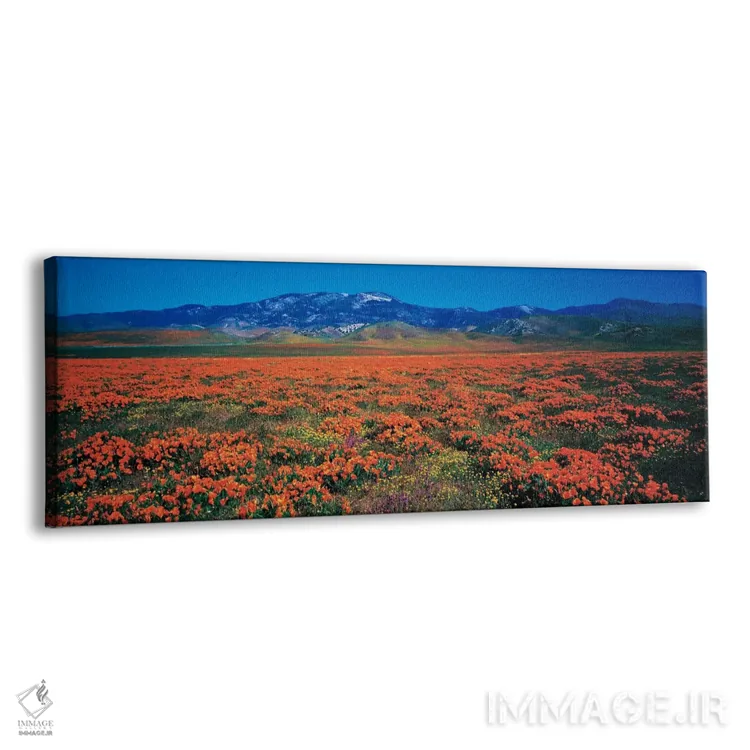 تابلو "محیط ذخیرهگاه گلهای خالدار در دره آنتلوپ، شهرستان لسآنجلس، کالیفرنیا، ایالات متحده آمریکا" اثر پانورامیک ایمجز (استودیو عکاسی عریض) - نمای پرسپکتیو محصول