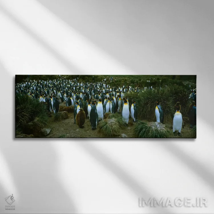تابلو "نمای بالای یک مستعمره از پنگوئنهای شاه، خلیج رویال، جزیره جورجیا جنوبی، قطب جنوب" اثر پانورامیک ایمجز (استودیو عکاسی عریض) - نمای روبهرو روی دیوار
