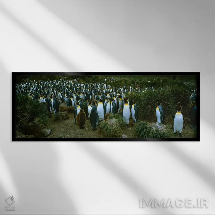 تابلو "نمای بالای یک مستعمره از پنگوئنهای شاه، خلیج رویال، جزیره جورجیا جنوبی، قطب جنوب" اثر پانورامیک ایمجز (استودیو عکاسی عریض) - نمای قابدار مشکی