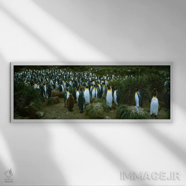 تابلو "نمای بالای یک مستعمره از پنگوئنهای شاه، خلیج رویال، جزیره جورجیا جنوبی، قطب جنوب" اثر پانورامیک ایمجز (استودیو عکاسی عریض) - نمای قابدار سفید