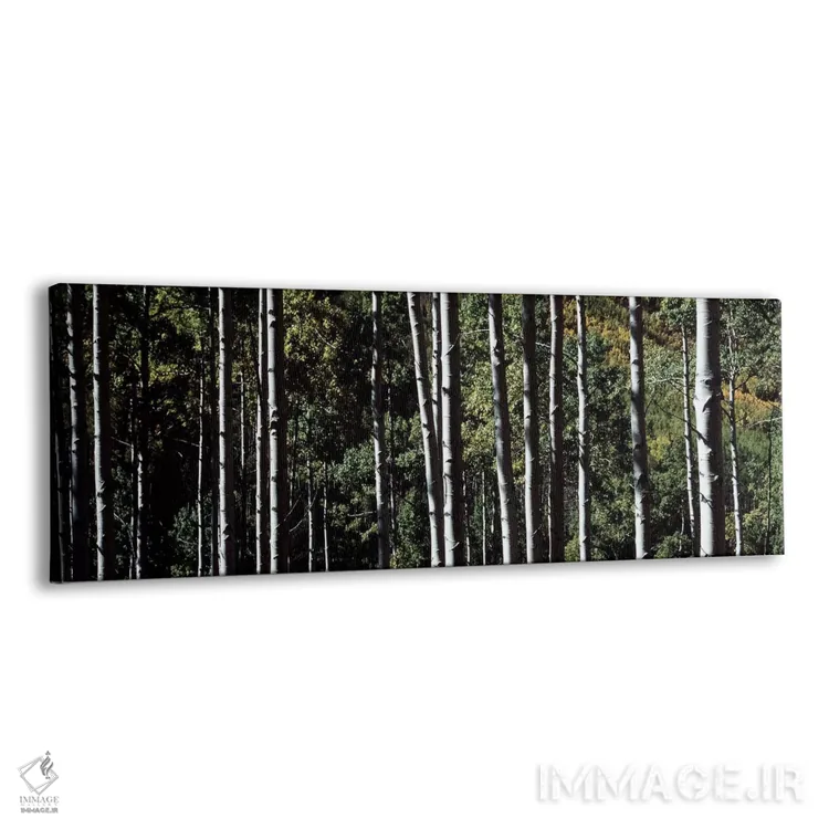 تابلو تنههای سفید درختان آسپن، کلرادو، آمریکا اثر پانورامیک ایمجز (استودیو عکاسی عریض) - نمای پرسپکتیو محصول