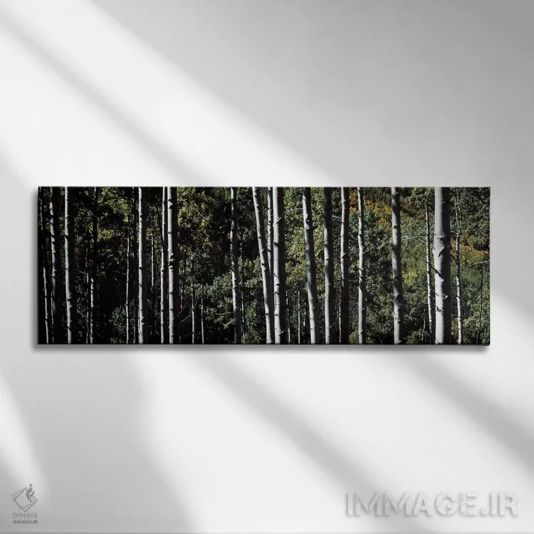 تابلو تنههای سفید درختان آسپن، کلرادو، آمریکا اثر پانورامیک ایمجز (استودیو عکاسی عریض) - نمای روبهرو روی دیوار