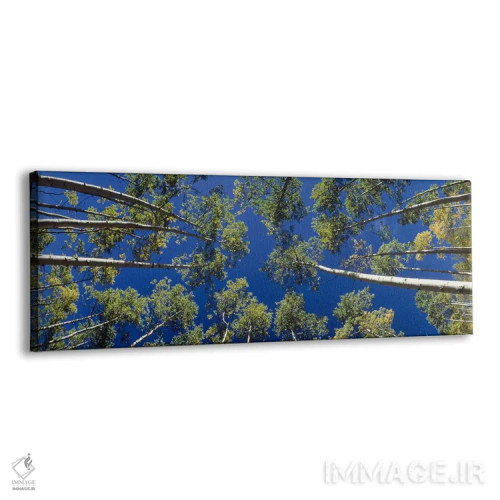 تابلو درختان آسپن سفید، کلرادو، آمریکا اثر پانورامیک ایمجز (استودیو عکاسی عریض) - نمای پرسپکتیو محصول