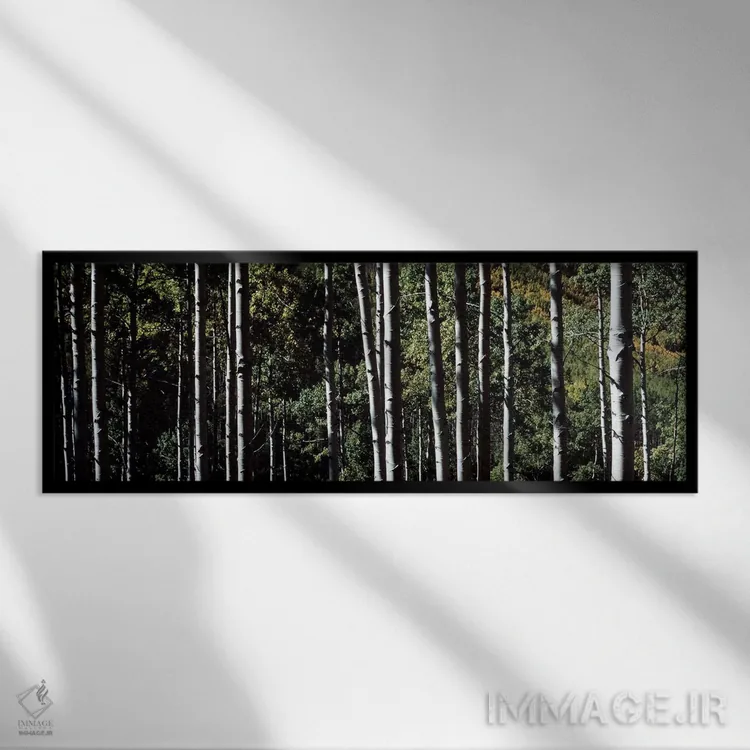 تابلو تنههای سفید درختان آسپن، کلرادو، آمریکا اثر پانورامیک ایمجز (استودیو عکاسی عریض) - نمای قابدار مشکی