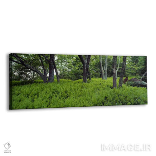 تابلو North Carolina, USA,درختان در جنگل، کارولینای شمالی، آمریکا اثر پانورامیک ایمجز (استودیو عکاسی عریض) - نمای پرسپکتیو محصول