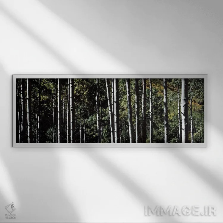 تابلو تنههای سفید درختان آسپن، کلرادو، آمریکا اثر پانورامیک ایمجز (استودیو عکاسی عریض) - نمای قابدار سفید