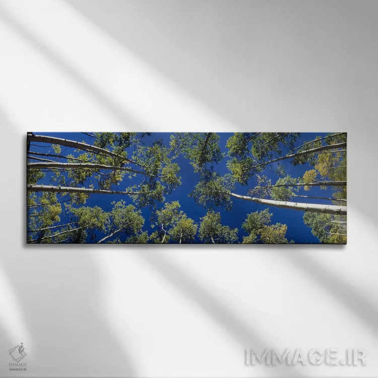 تابلو درختان آسپن سفید، کلرادو، آمریکا اثر پانورامیک ایمجز (استودیو عکاسی عریض) - نمای روبهرو روی دیوار