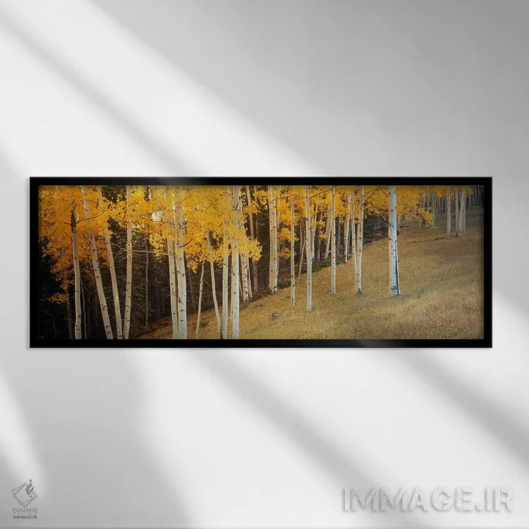 تابلو Ouray County, Colorado, USA,درختان آسپن در دشتی در شهرستان اورای، کلرادو، آمریکا اثر پانورامیک ایمجز (استودیو عکاسی عریض) - نمای قابدار مشکی