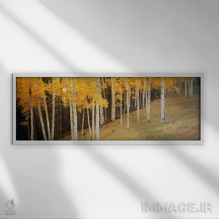 تابلو Ouray County, Colorado, USA,درختان آسپن در دشتی در شهرستان اورای، کلرادو، آمریکا اثر پانورامیک ایمجز (استودیو عکاسی عریض) - نمای قابدار سفید