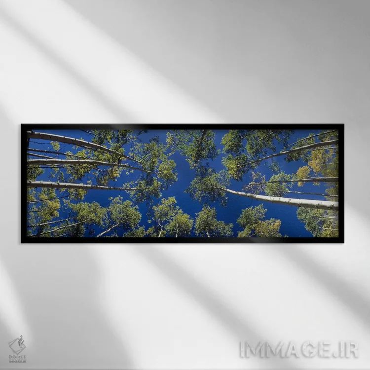 تابلو درختان آسپن سفید، کلرادو، آمریکا اثر پانورامیک ایمجز (استودیو عکاسی عریض) - نمای قابدار مشکی