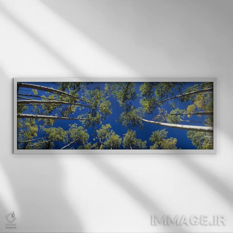 تابلو درختان آسپن سفید، کلرادو، آمریکا اثر پانورامیک ایمجز (استودیو عکاسی عریض) - نمای قابدار سفید