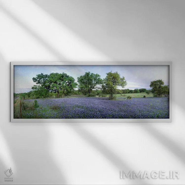 تابلو Hill County, Texas, USA,مزرعه گلهای بلوبونت، شهرستان هیل، تگزاس، آمریکا اثر پانورامیک ایمجز (استودیو عکاسی عریض) - نمای قابدار سفید