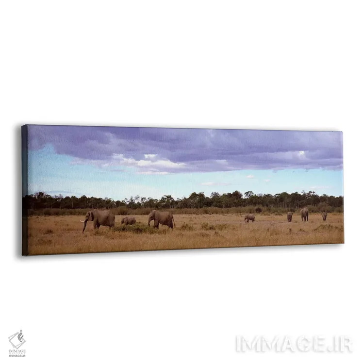 تابلو Masai Mara National Reserve, Kenya, Africa,گله فیلها، ذخیرهگاه ملی ماسایی مارا، کنیا، آفریقا اثر پانورامیک ایمجز (استودیو عکاسی عریض) - نمای پرسپکتیو محصول