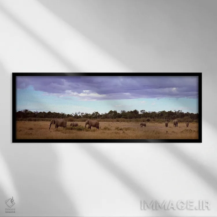 تابلو Masai Mara National Reserve, Kenya, Africa,گله فیلها، ذخیرهگاه ملی ماسایی مارا، کنیا، آفریقا اثر پانورامیک ایمجز (استودیو عکاسی عریض) - نمای قابدار مشکی