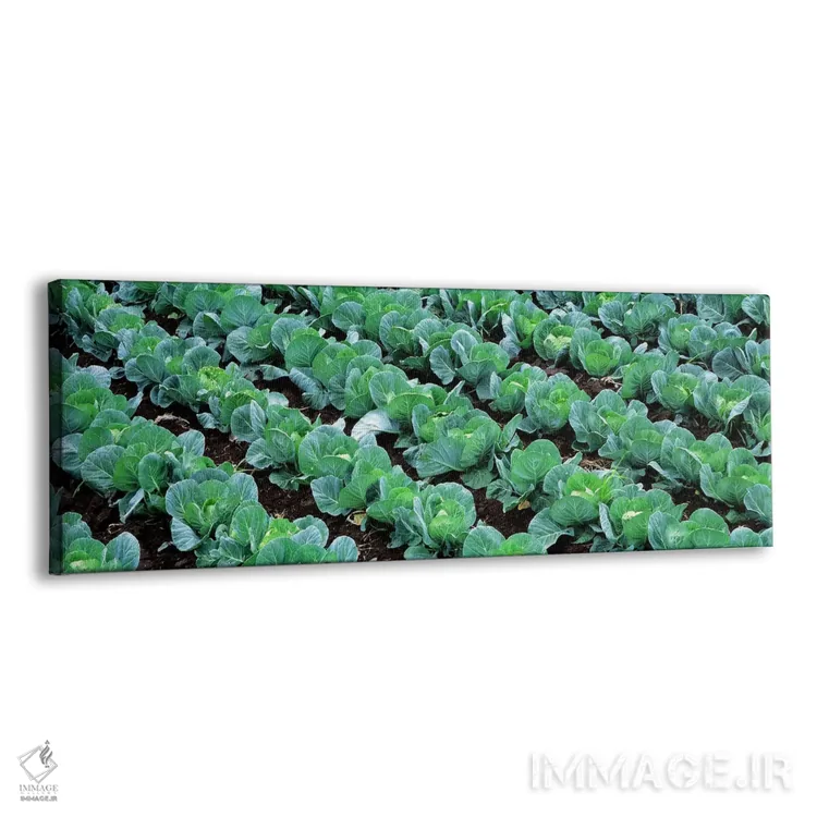 تابلو Yamhill County, Oregon, USA,مزرعه کلم، شهرستان یامهیل، اورگان، آمریکا اثر پانورامیک ایمجز (استودیو عکاسی عریض) - نمای پرسپکتیو محصول