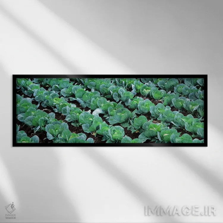 تابلو Yamhill County, Oregon, USA,مزرعه کلم، شهرستان یامهیل، اورگان، آمریکا اثر پانورامیک ایمجز (استودیو عکاسی عریض) - نمای قابدار مشکی