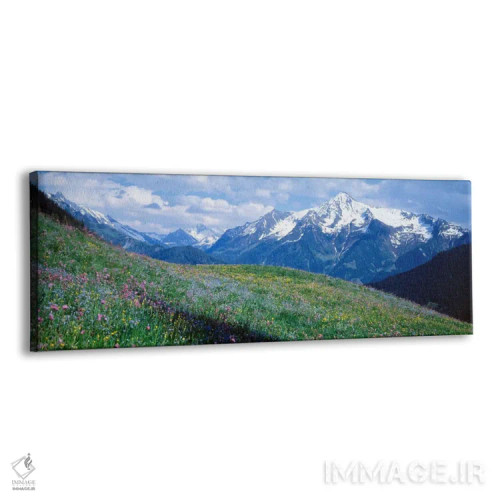 تابلو Zillertal Alps, Austria,گلهای وحشی کوهستان، آلپ زیلرتال، اتریش اثر پانورامیک ایمجز (استودیو عکاسی عریض) - نمای پرسپکتیو محصول