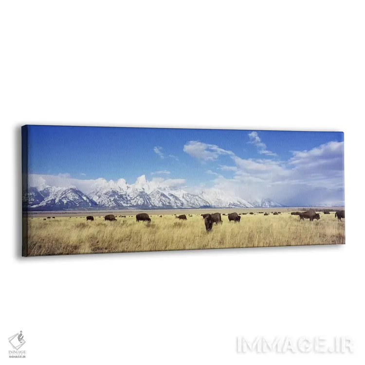 تابلو Grand Teton National Park, Wyoming, USA,گله بوفالو، پارک ملی گرند تتون، وایومینگ، آمریکا اثر پانورامیک ایمجز (استودیو عکاسی عریض) - نمای پرسپکتیو محصول