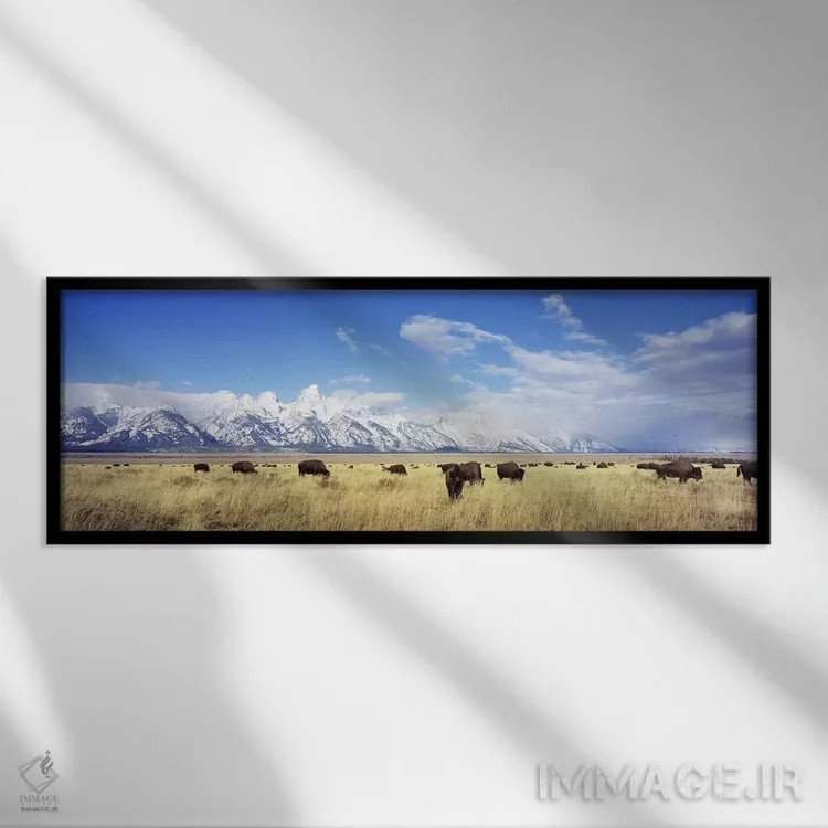 تابلو Grand Teton National Park, Wyoming, USA,گله بوفالو، پارک ملی گرند تتون، وایومینگ، آمریکا اثر پانورامیک ایمجز (استودیو عکاسی عریض) - نمای قابدار مشکی