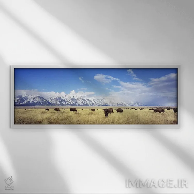تابلو Grand Teton National Park, Wyoming, USA,گله بوفالو، پارک ملی گرند تتون، وایومینگ، آمریکا اثر پانورامیک ایمجز (استودیو عکاسی عریض) - نمای قابدار سفید