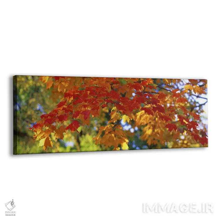 تابلو Guilford, Baltimore City, Maryland, USA,رنگهای پاییزی، گیلفورد، بالتیمور، مریلند، آمریکا اثر پانورامیک ایمجز (استودیو عکاسی عریض) - نمای پرسپکتیو محصول