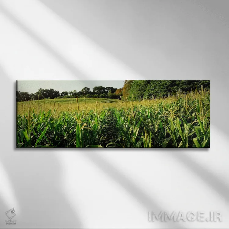 تابلو Baltimore County, Maryland, USA,مزرعه ذرت، شهرستان بالتیمور، مریلند، آمریکا اثر پانورامیک ایمجز (استودیو عکاسی عریض) - نمای روبهرو روی دیوار