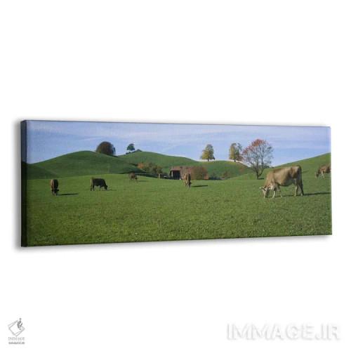 تابلو Canton Of Zug, Switzerland,گاوها در حال چرا در مزرعه، کانتون زوگ، سوئیس اثر پانورامیک ایمجز (استودیو عکاسی عریض) - نمای پرسپکتیو محصول