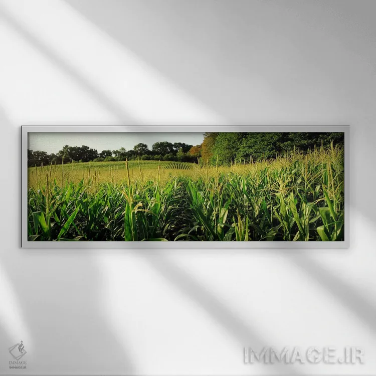 تابلو Baltimore County, Maryland, USA,مزرعه ذرت، شهرستان بالتیمور، مریلند، آمریکا اثر پانورامیک ایمجز (استودیو عکاسی عریض) - نمای قابدار سفید