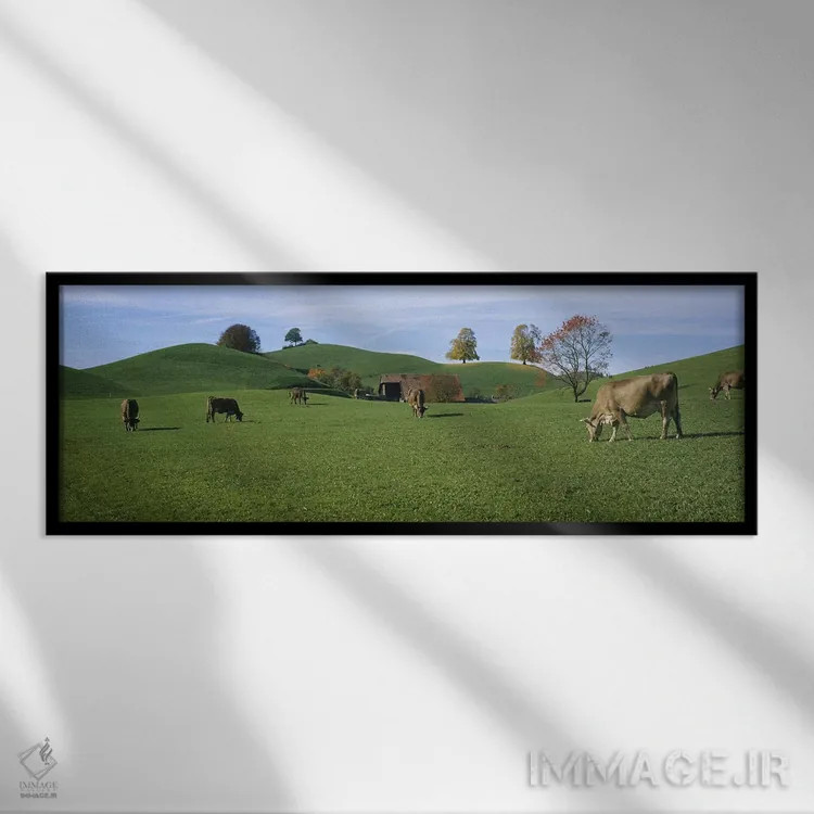 تابلو Canton Of Zug, Switzerland,گاوها در حال چرا در مزرعه، کانتون زوگ، سوئیس اثر پانورامیک ایمجز (استودیو عکاسی عریض) - نمای قابدار مشکی