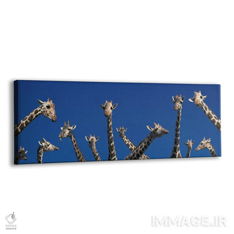 تابلو زرافههای کنجکاو (مفهومی)، کنیا، آفریقا اثر پانورامیک ایمجز (استودیو عکاسی عریض) - نمای پرسپکتیو محصول