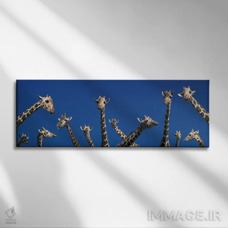 تابلو زرافههای کنجکاو (مفهومی)، کنیا، آفریقا اثر پانورامیک ایمجز (استودیو عکاسی عریض) - نمای روبهرو روی دیوار