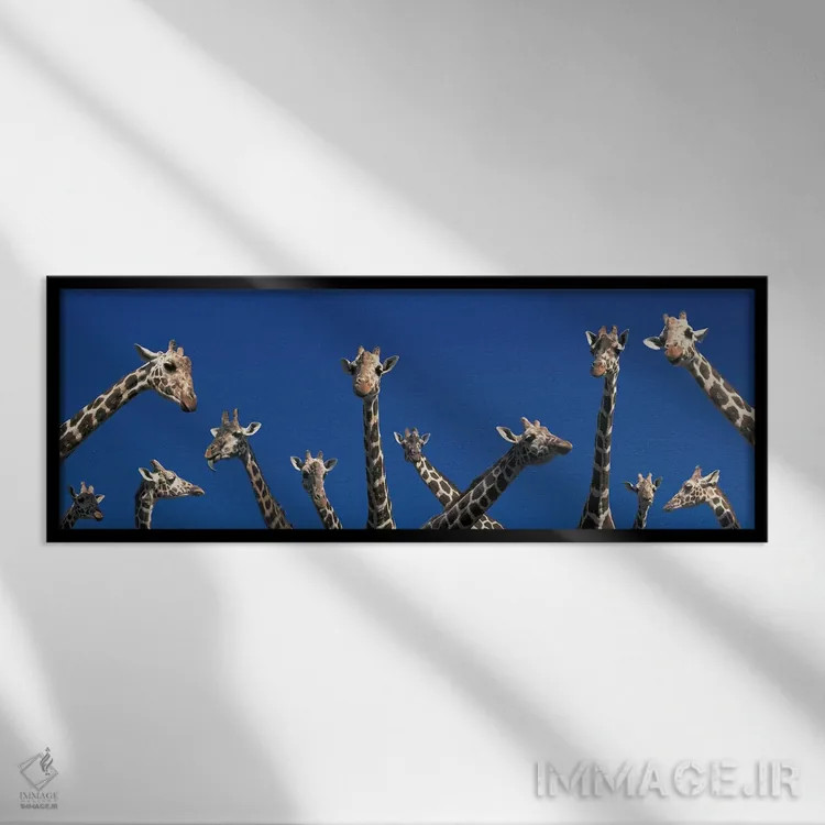 تابلو زرافههای کنجکاو (مفهومی)، کنیا، آفریقا اثر پانورامیک ایمجز (استودیو عکاسی عریض) - نمای قابدار مشکی