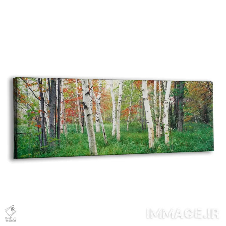 تابلو Hancock County, Maine, USA,درختان توس در جنگل، پارک ملی آکادیا، شهرستان هانکوک، مین، آمریکا اثر پانورامیک ایمجز (استودیو عکاسی عریض) - نمای پرسپکتیو محصول