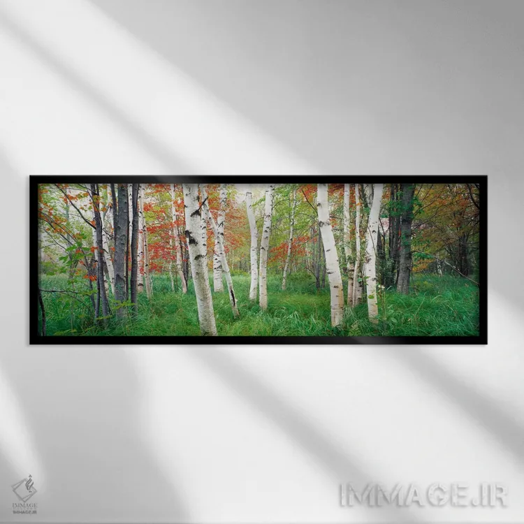 تابلو Hancock County, Maine, USA,درختان توس در جنگل، پارک ملی آکادیا، شهرستان هانکوک، مین، آمریکا اثر پانورامیک ایمجز (استودیو عکاسی عریض) - نمای قابدار مشکی