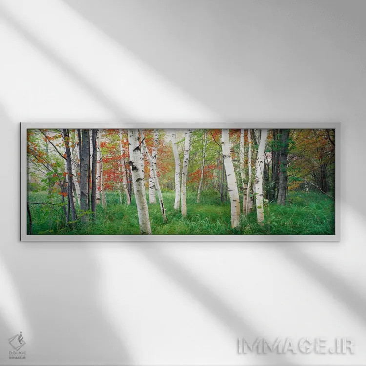 تابلو Hancock County, Maine, USA,درختان توس در جنگل، پارک ملی آکادیا، شهرستان هانکوک، مین، آمریکا اثر پانورامیک ایمجز (استودیو عکاسی عریض) - نمای قابدار سفید