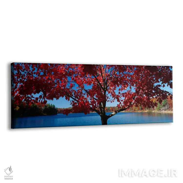 تابلو Walden Pond, Concord, Massachusetts, USA,نمای نزدیک از یک درخت، برکه والدن، کنکورد، ماساچوست، آمریکا اثر پانورامیک ایمجز (استودیو عکاسی عریض) - نمای پرسپکتیو محصول