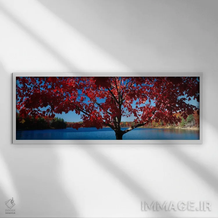 تابلو Walden Pond, Concord, Massachusetts, USA,نمای نزدیک از یک درخت، برکه والدن، کنکورد، ماساچوست، آمریکا اثر پانورامیک ایمجز (استودیو عکاسی عریض) - نمای قابدار سفید