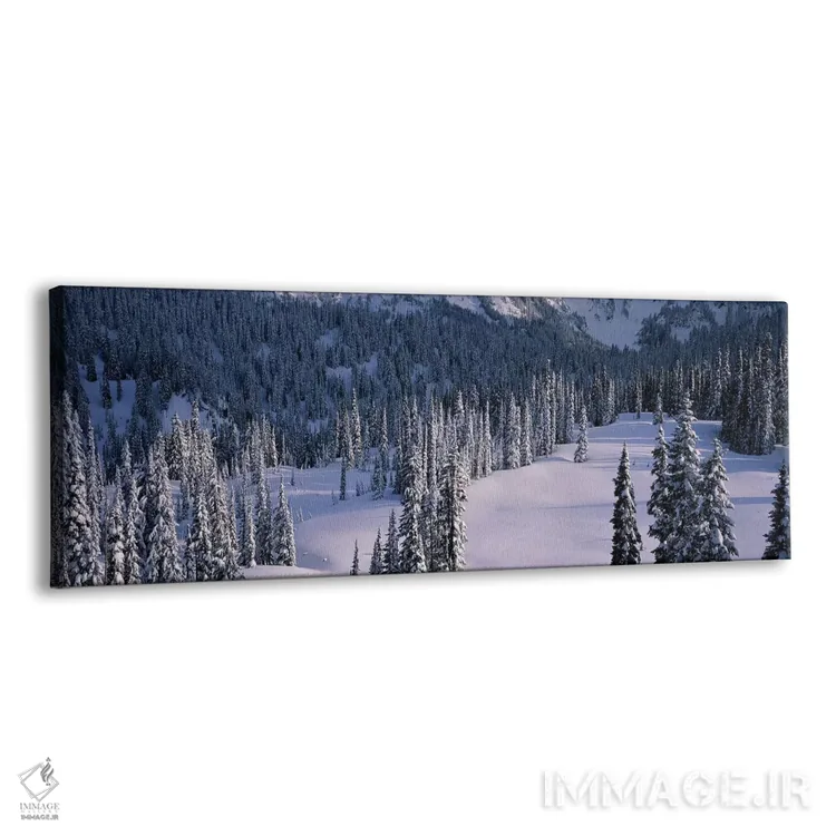 تابلو Mount Rainier National Park, Washington State, USA,درختان صنوبر، پارک ملی مونت رینیر، ایالت واشینگتن، آمریکا اثر پانورامیک ایمجز (استودیو عکاسی عریض) - نمای پرسپکتیو محصول