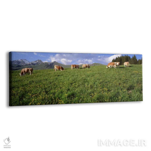 تابلو Cows grazing in the field,سوئیس، گاوها مشغول چرا در دشت اثر پانورامیک ایمجز (استودیو عکاسی عریض) - نمای پرسپکتیو محصول